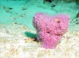 Lavender Vase Coral.JPG