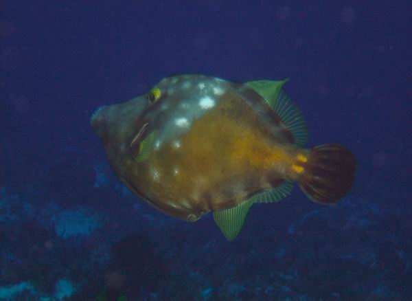 White spotted filefish.JPG