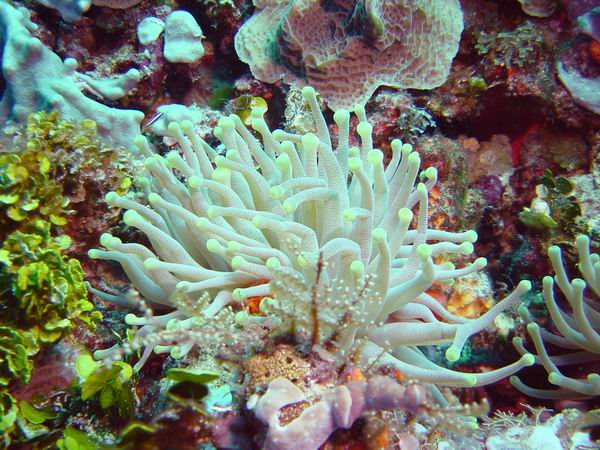 Anemone 1.JPG