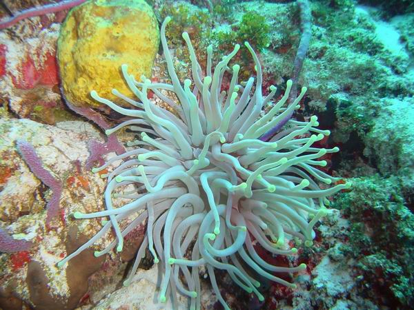 Anemone 2.jpg