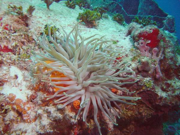 Anemone 3.JPG