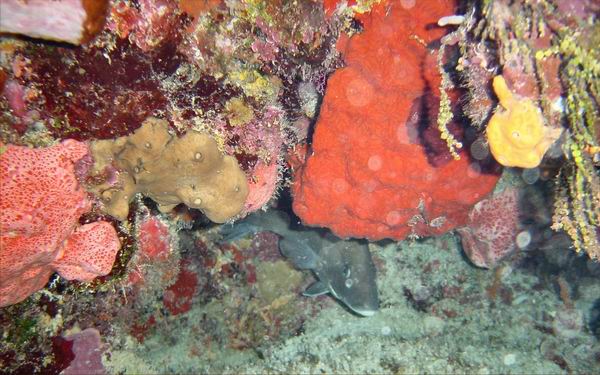 Nurse Shark Color.JPG