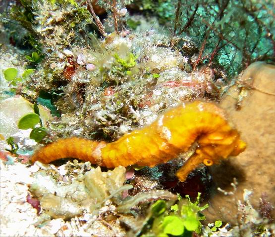 Orange Seahorse.JPG