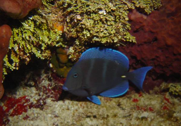 Blue Tang.JPG