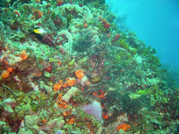 Coral Colors 8.JPG