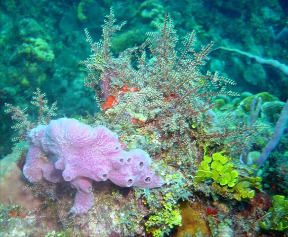 Coral Colors 9.JPG