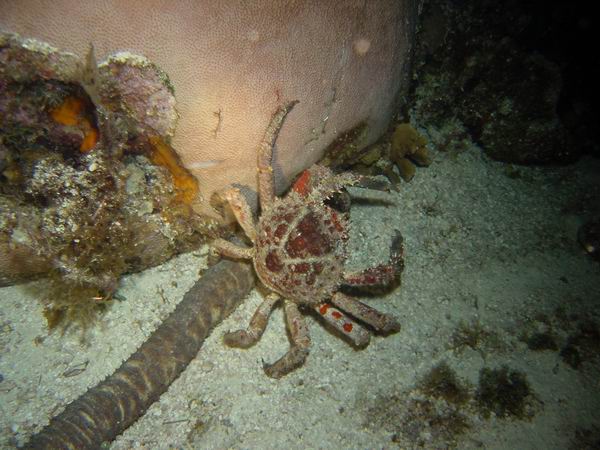 Crab nite 1.JPG