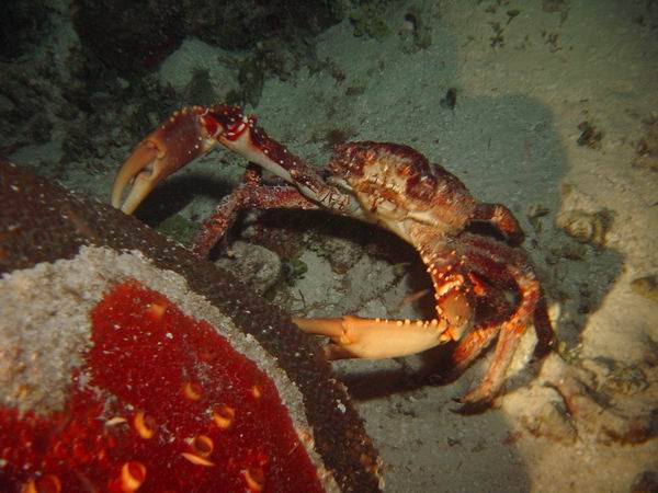 Crab nite 2.JPG