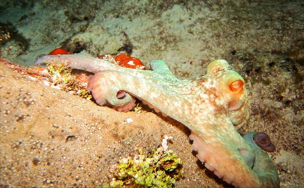Octopus 1.JPG