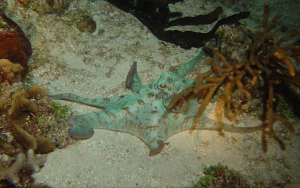 Octopus 3.JPG