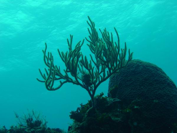 Soft Coral Sil.JPG