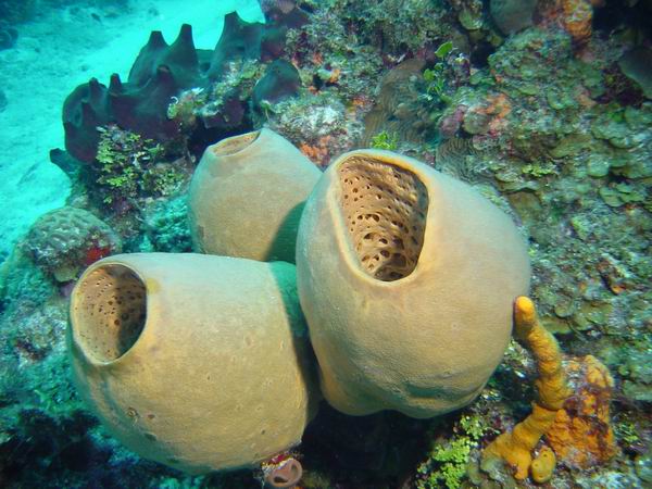 Sponge 1.JPG