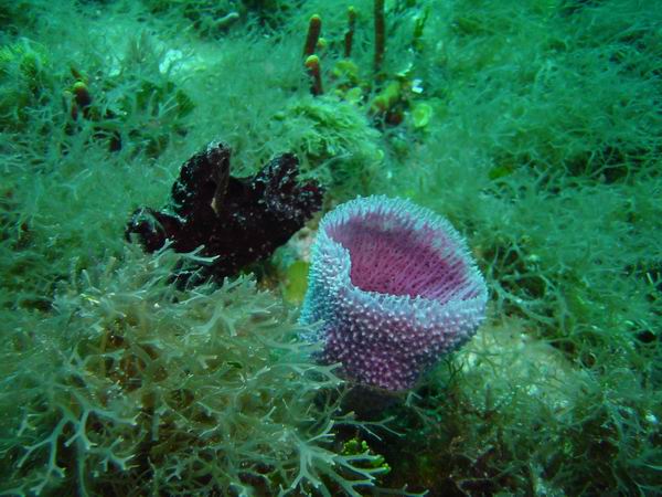 Lavender sponge 2.JPG