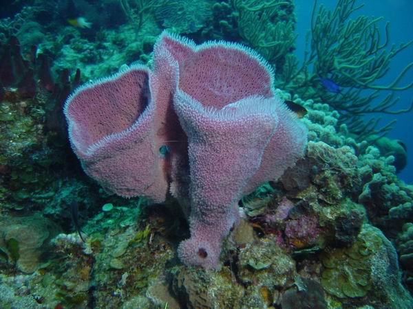 Lavender sponges 3.JPG