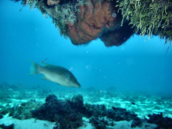 Swim Thru 03.jpg