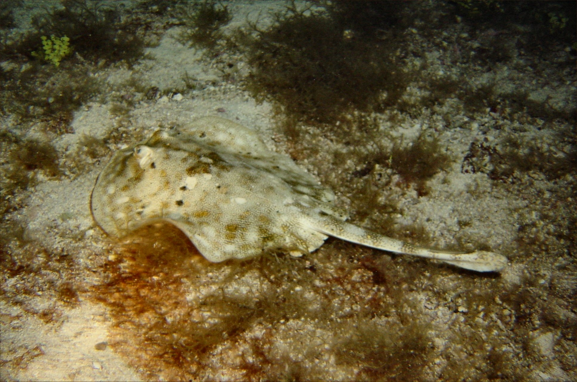 Stingray small 2.JPG