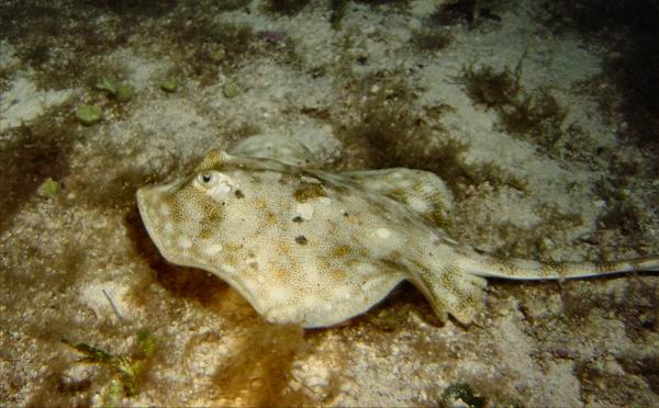Stingray small 3.JPG