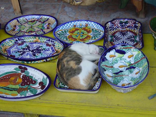 Cat in Dish 3.JPG