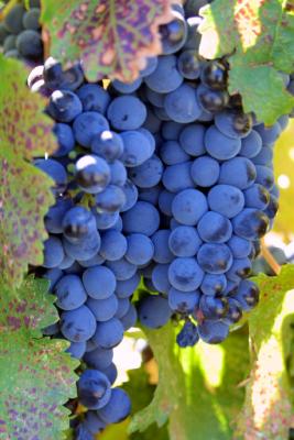 5299-grapes.jpg