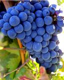 5300-grapes.jpg