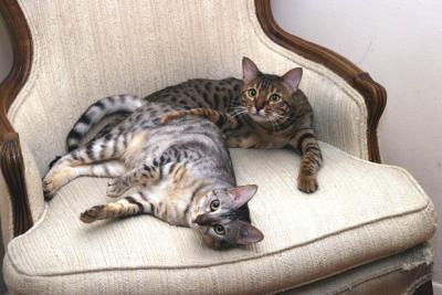 cats.jpg