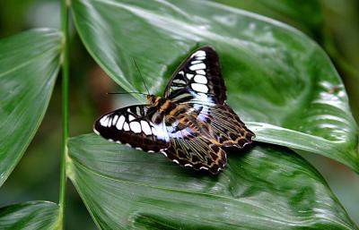 butterflies