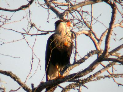 Crested Caracara