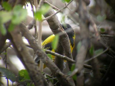 Audubons Oriole