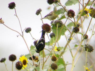 Lesser Goldfinch