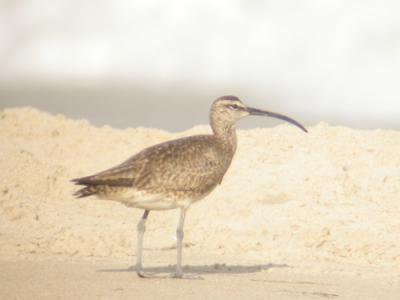 Whimbrel