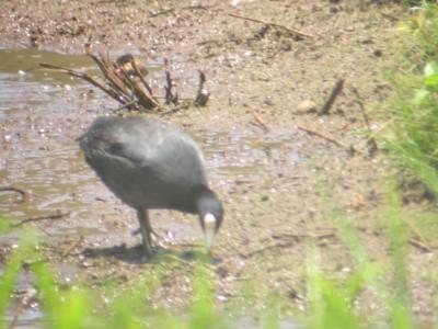 Hawaiian Coot