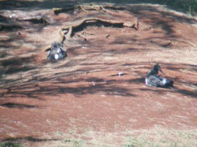 Laysan Albatross chicks