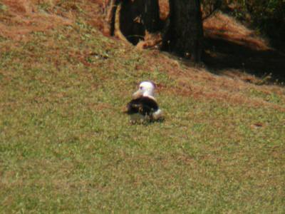 Laysan Albatross