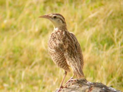 u39/mctodd/medium/25827737.WesternMeadowlark.jpg