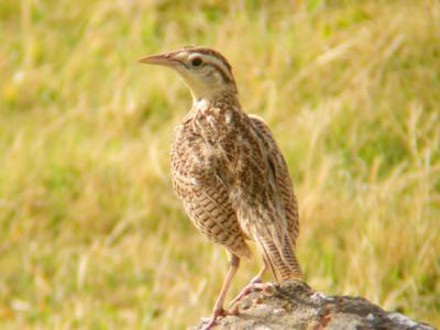 Western Meadowlark