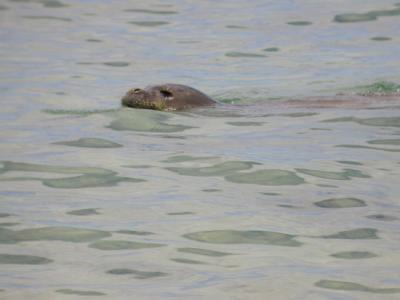 Hawaiian Monk Seal