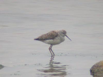 Marsh Sandpiper