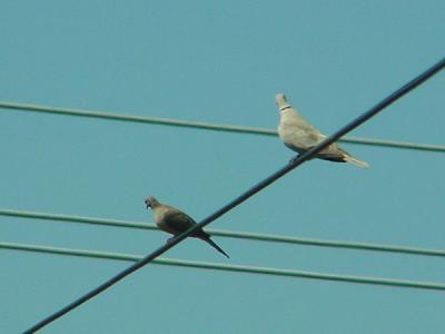 Eurasian Collared-Dove