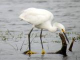 Snowy Egret