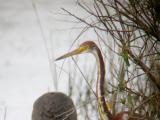 Tricolored Heron