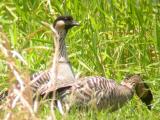 Hawaiian Goose