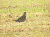 Pacific Golden-Plover