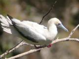 Red-footed Booby