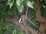 White-rumped Shama