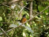 White-rumped Shama