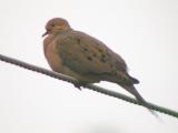 Mourning Dove