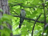 Yellow-billed Cuckoo