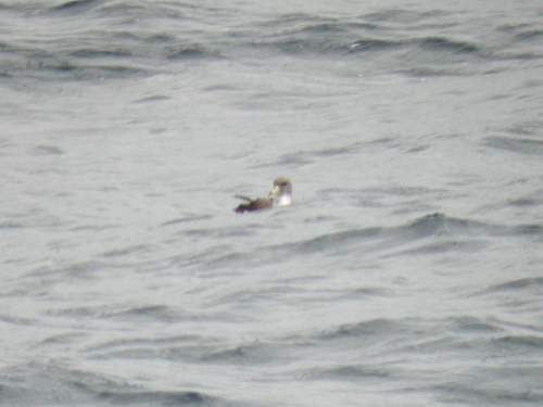 Corys Shearwater