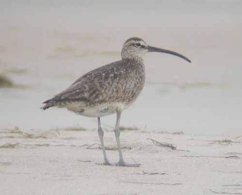 Whimbrel