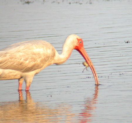 White Ibis